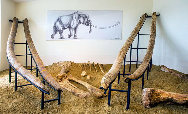 Γρεβενά: Τι κρύβει το δάσος;-6