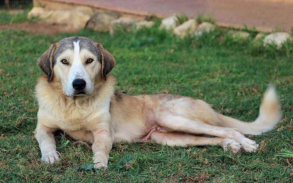 Εν ου παικτοίς-1