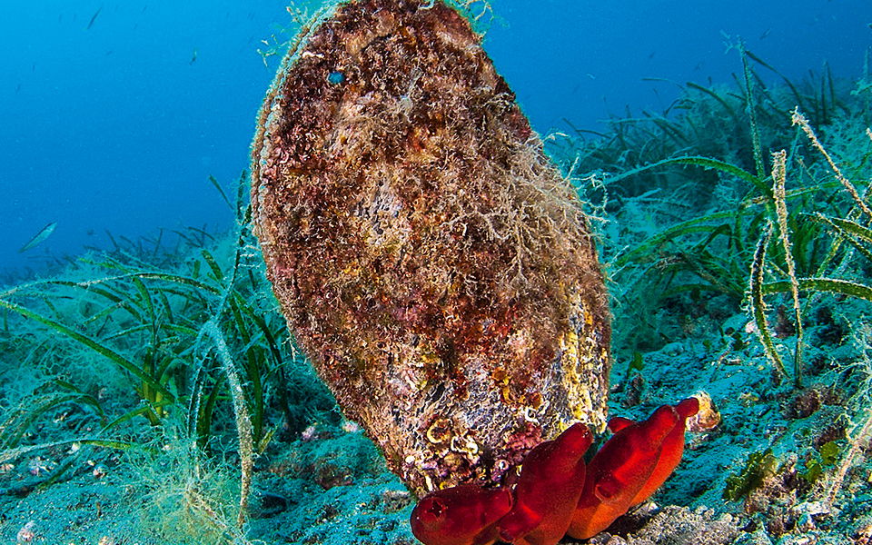 Νέο παράσιτο αφανίζει τις πίννες της Μεσογείου-1
