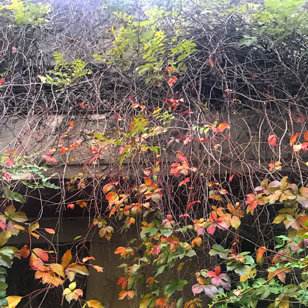 Το σπίτι πίσω από τις φυλλωσιές στην Καλλιθέα-1