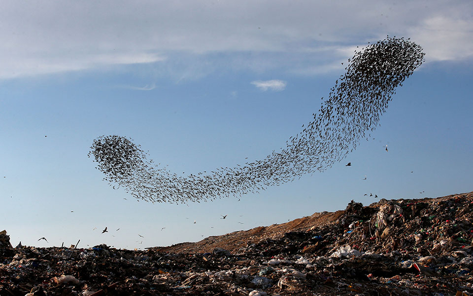 Ο εντυπωσιακός «χορός» των αποδημητικών ψαρονιών πάνω από την έρημο Νεγκέβ (φωτογραφίες)-1