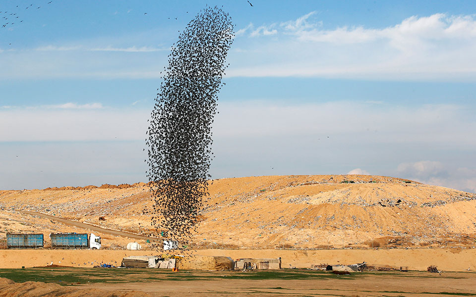 Ο εντυπωσιακός «χορός» των αποδημητικών ψαρονιών πάνω από την έρημο Νεγκέβ (φωτογραφίες)-2