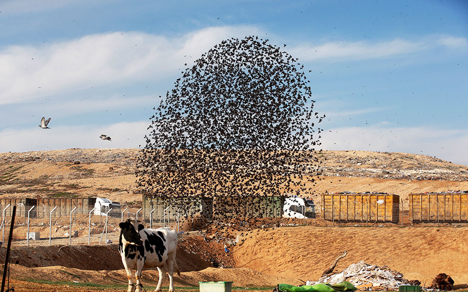 Ο εντυπωσιακός «χορός» των αποδημητικών ψαρονιών πάνω από την έρημο Νεγκέβ (φωτογραφίες)-3