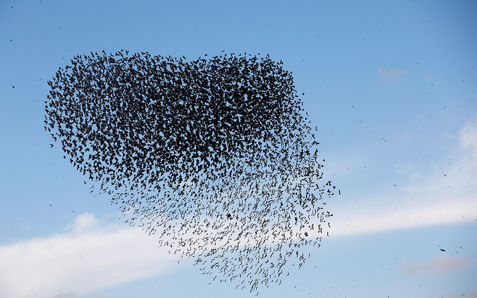 Ο εντυπωσιακός «χορός» των αποδημητικών ψαρονιών πάνω από την έρημο Νεγκέβ (φωτογραφίες)-5