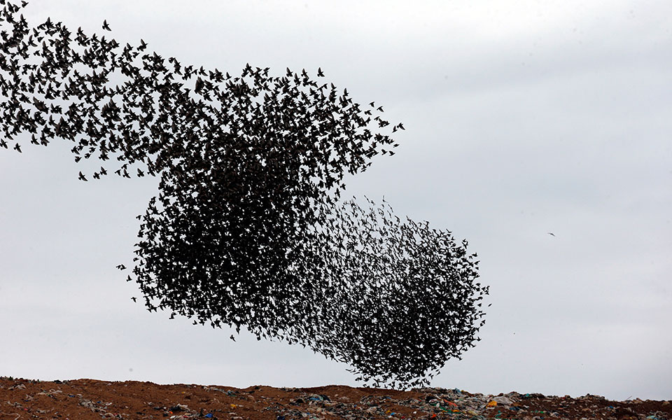 Ο εντυπωσιακός «χορός» των αποδημητικών ψαρονιών πάνω από την έρημο Νεγκέβ (φωτογραφίες)-6