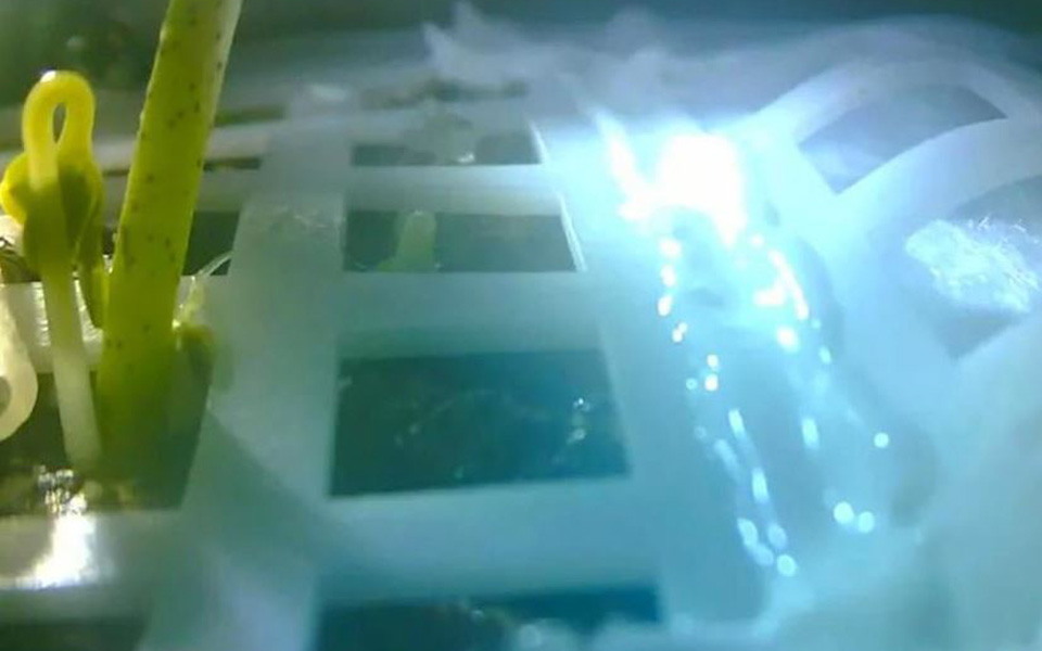 Βλάστησε ο πρώτος σπόρος φυτού στη Σελήνη-1