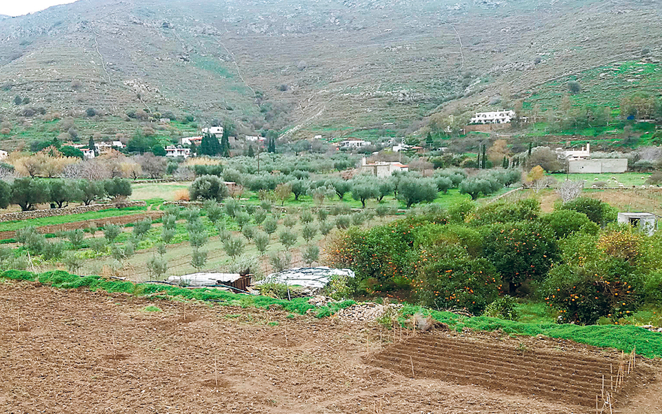 Σώζοντας τις άνυδρες αμυγδαλιές της Κέας-1