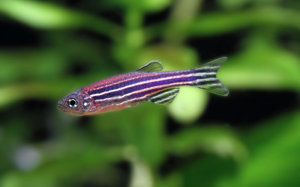 Ρόμπερτ Λέκλερ στην «Κ»: Είμαστε κοντά στη δημιουργία οργάνων για μεταμοσχεύσεις-1