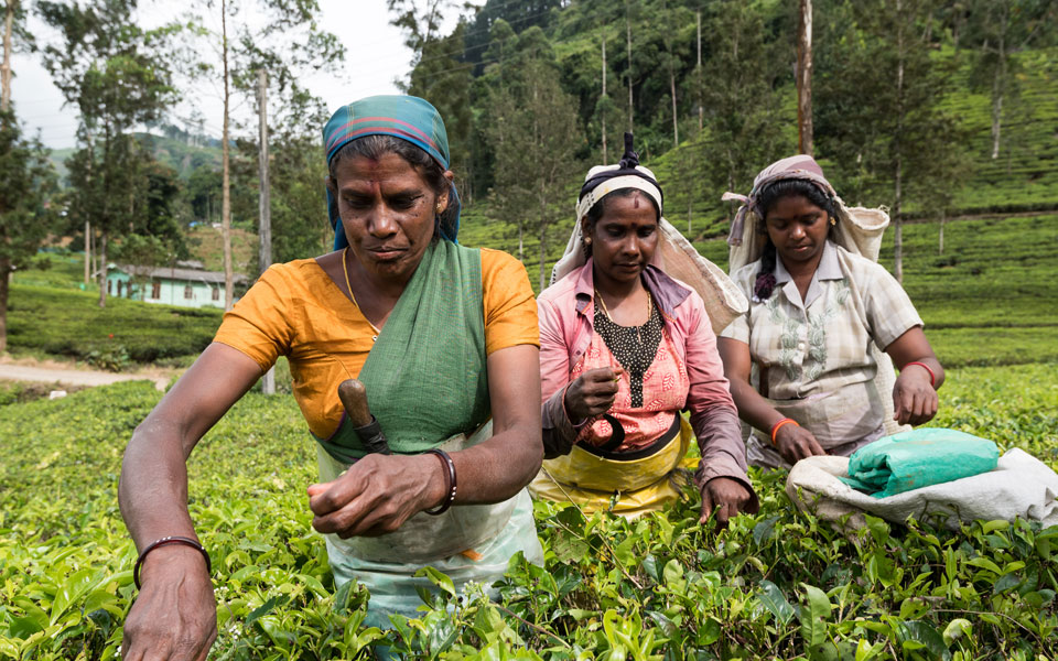 Ο κόσμος του τσαγιού-2
