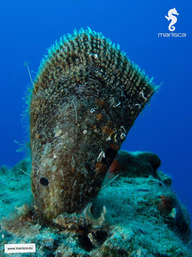 Παράσιτο-φονιάς εξαφανίζει την πίννα του Αιγαίου-1