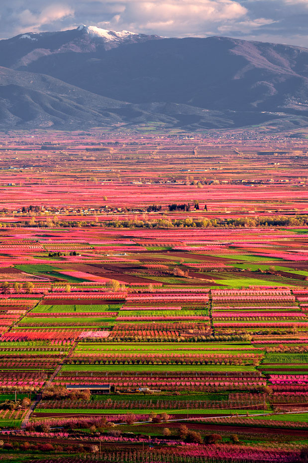 Όταν ανθίζουν οι ροδακινιές-1