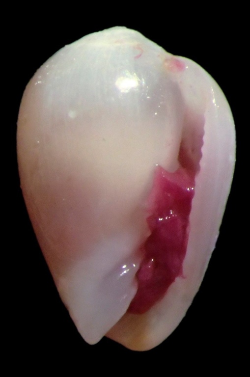 Ανακαλύφθηκε νέο σαλιγκάρι της θάλασσας (φωτογραφίες)-1