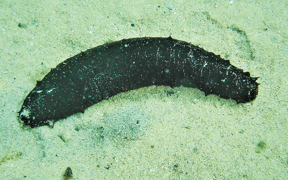 Πρωτοπόρο πείραμα στη Λέσβο για καθαρισμό θαλάσσιων περιοχών-1