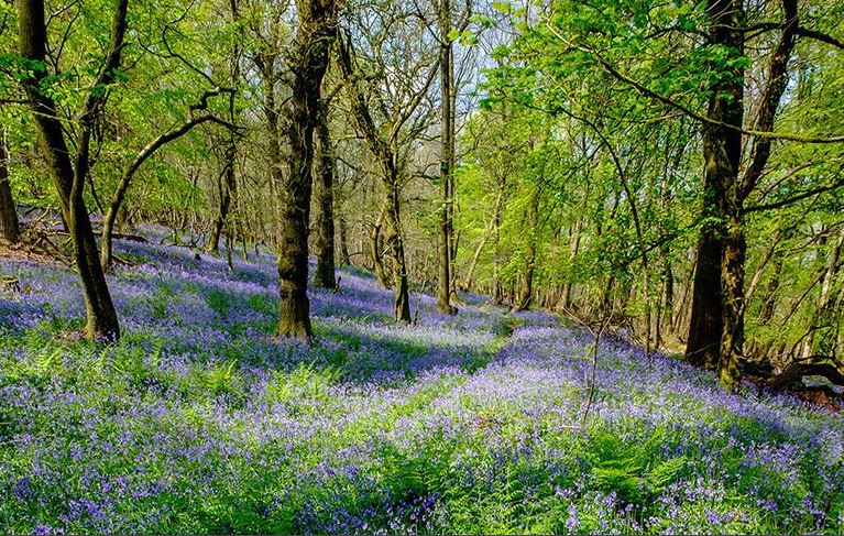 Το δάσος που ενέπνευσε τον Τόλκιν στον «Άρχοντα των Δαχτυλιδιών» και το κρυμμένο μυστικό του-3