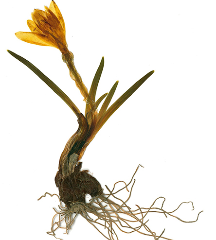 Από το ολάνθιστο Περιβόλι της Παναγίας-1