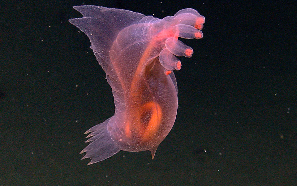 Ο μικροσκοπικός σκόρος «Τραμπ» και άλλα περίεργα πλάσματα της φύσης-1