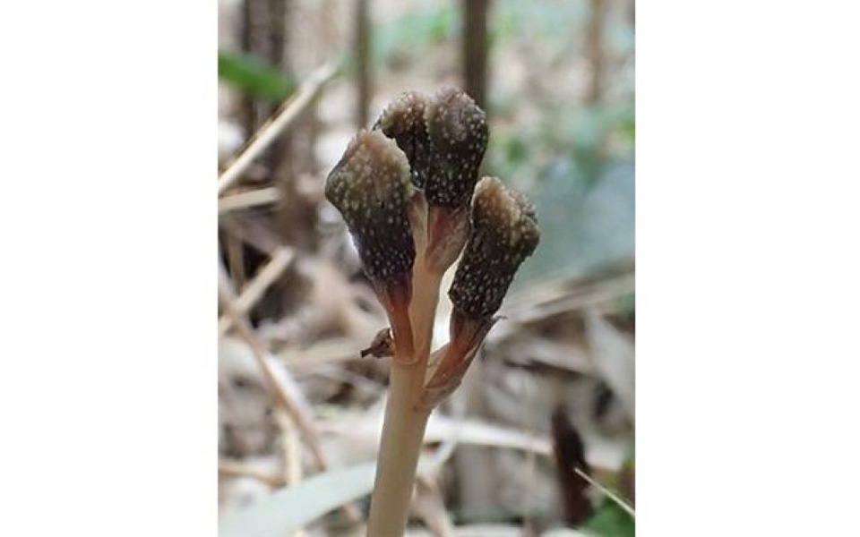 Ο μικροσκοπικός σκόρος «Τραμπ» και άλλα περίεργα πλάσματα της φύσης-5