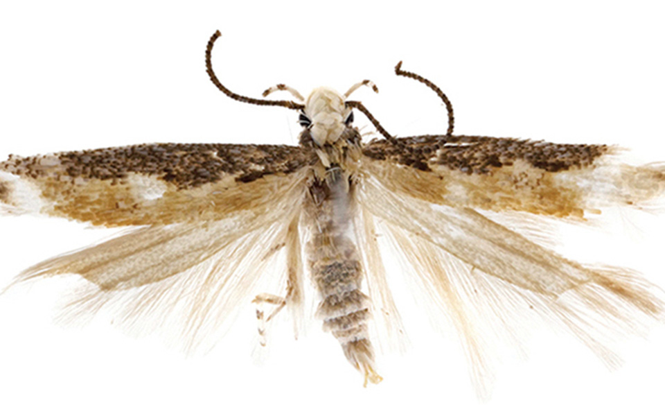 Ο μικροσκοπικός σκόρος «Τραμπ» και άλλα περίεργα πλάσματα της φύσης-2