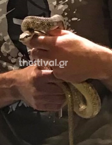 Ένα φίδι αναστάτωσε το κέντρο της Θεσσαλονίκης (φωτογραφίες)-2