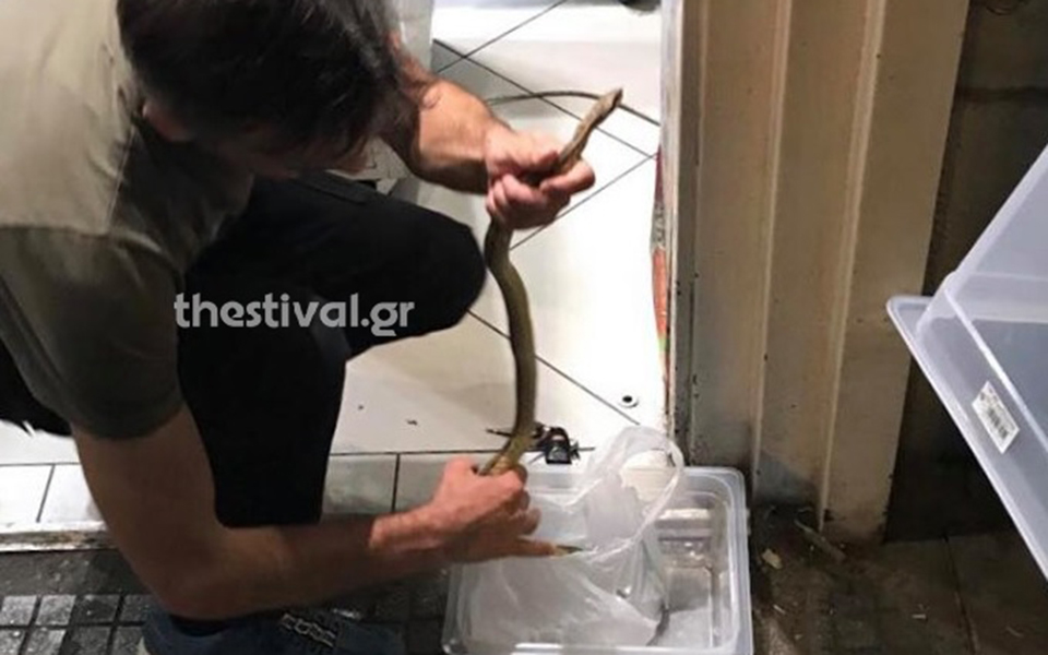 Ένα φίδι αναστάτωσε το κέντρο της Θεσσαλονίκης (φωτογραφίες)-1