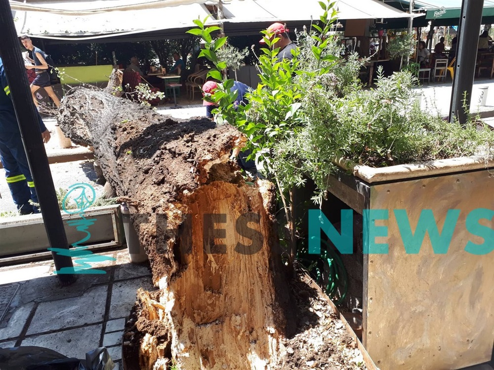Πτώση μεγάλου δένδρου προκάλεσε αναστάτωση στο κέντρο της Θεσσαλονίκης (φωτογραφίες)-1