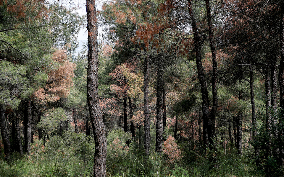 Κόβουν τα άρρωστα δέντρα σε έκταση 3.500 στρεμμάτων στο Σέιχ Σου (φωτογραφίες)-3