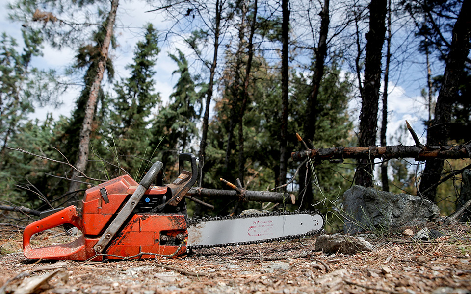 Κόβουν τα άρρωστα δέντρα σε έκταση 3.500 στρεμμάτων στο Σέιχ Σου (φωτογραφίες)-2