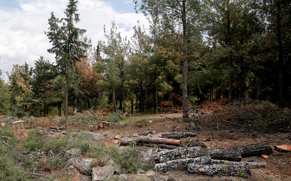 Κόβουν τα άρρωστα δέντρα σε έκταση 3.500 στρεμμάτων στο Σέιχ Σου (φωτογραφίες)-1