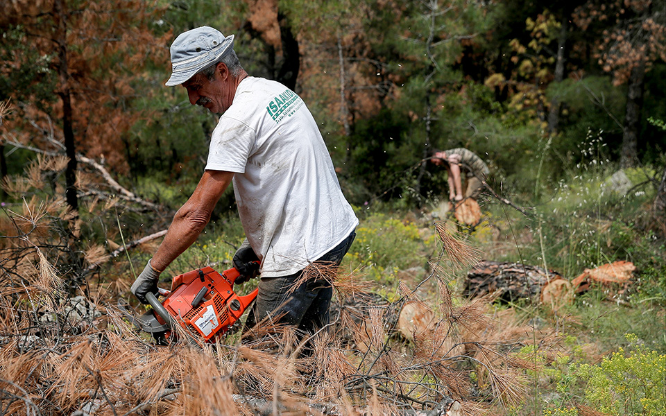 Κόβουν τα άρρωστα δέντρα σε έκταση 3.500 στρεμμάτων στο Σέιχ Σου (φωτογραφίες)-4