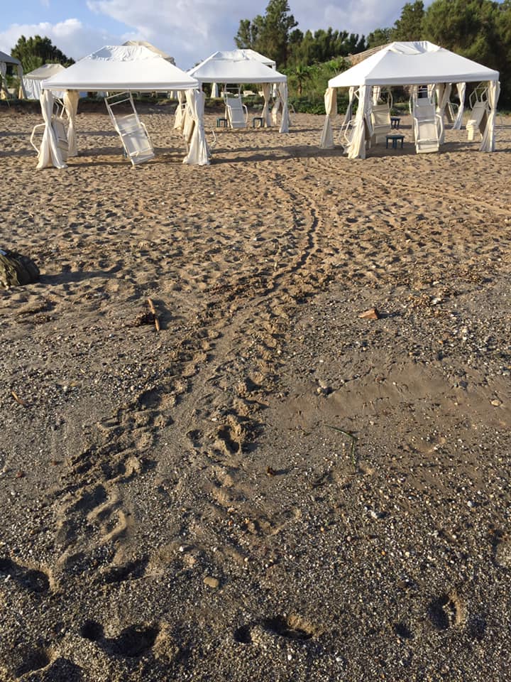 Οι πρώτες φωλιές χελωνών καρέττα στην Κρήτη – Ξεκίνησε η περίοδος ωοτοκίας-1