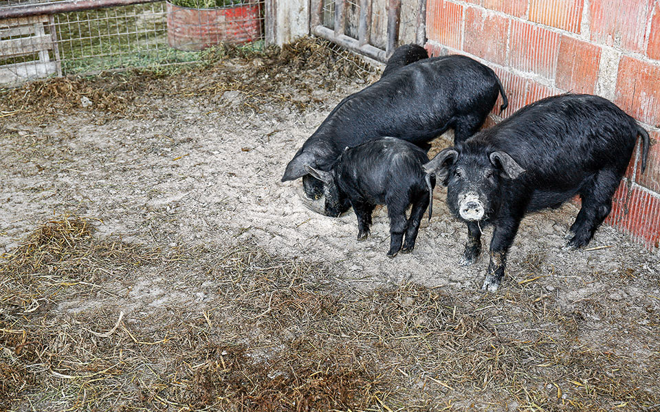 Μια αλλιώτικη ζωοπανήγυρις-1