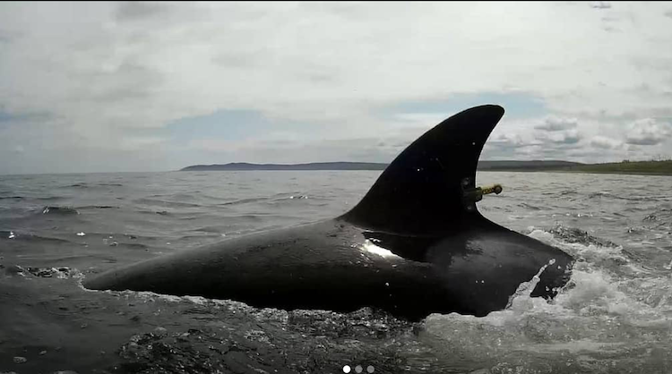 Ελεύθερες από τη ρωσική «φυλακή των κητών» 8 φάλαινες (βίντεο)-1