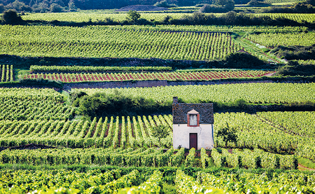 Ο Ελληνας που κατέκτησε τη Βουργουνδία-1