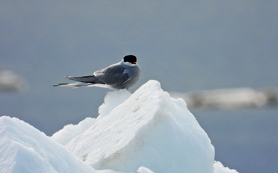 Καλοκαίρι στην Αρκτική-1
