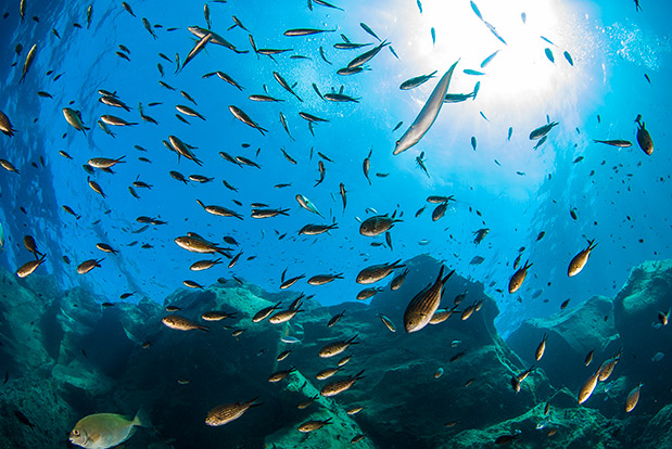 Η Σαντορίνη ανήκει (και) στα ψάρια της-1
