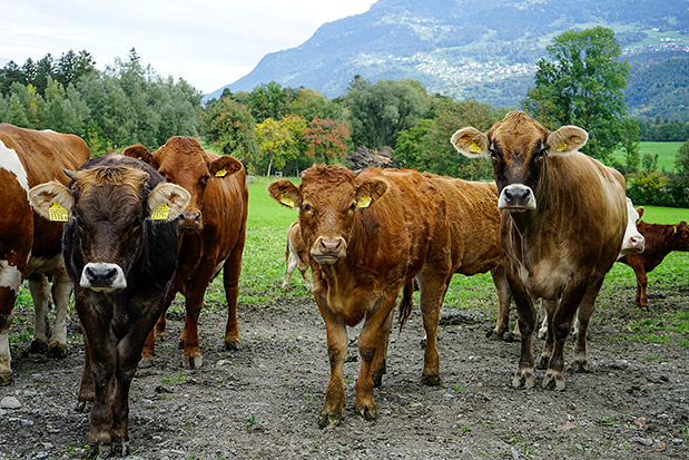 Happy Birthday, Λίχτενσταϊν-4