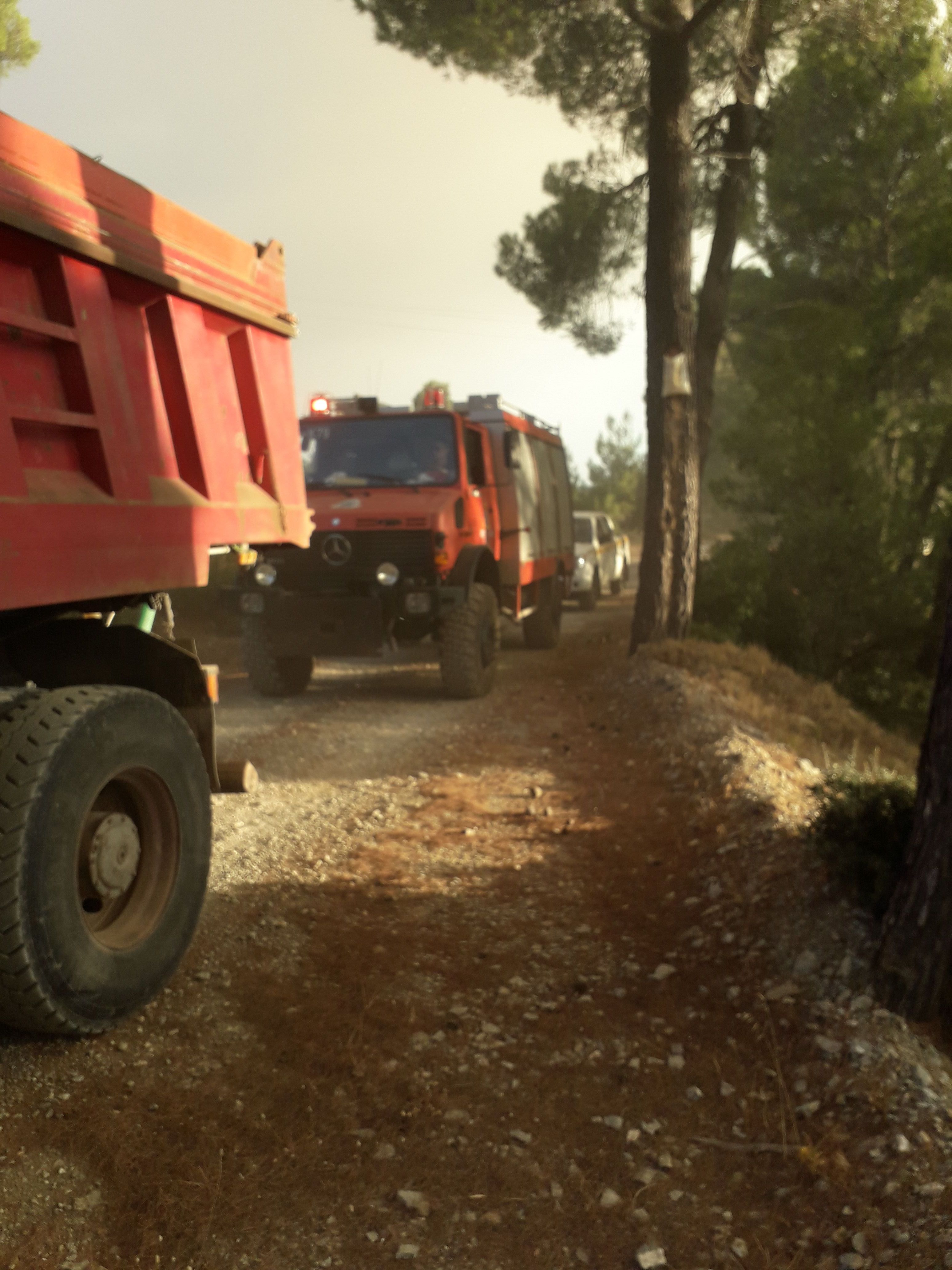 Τα μυστικά του δάσους στην Εύβοια-2