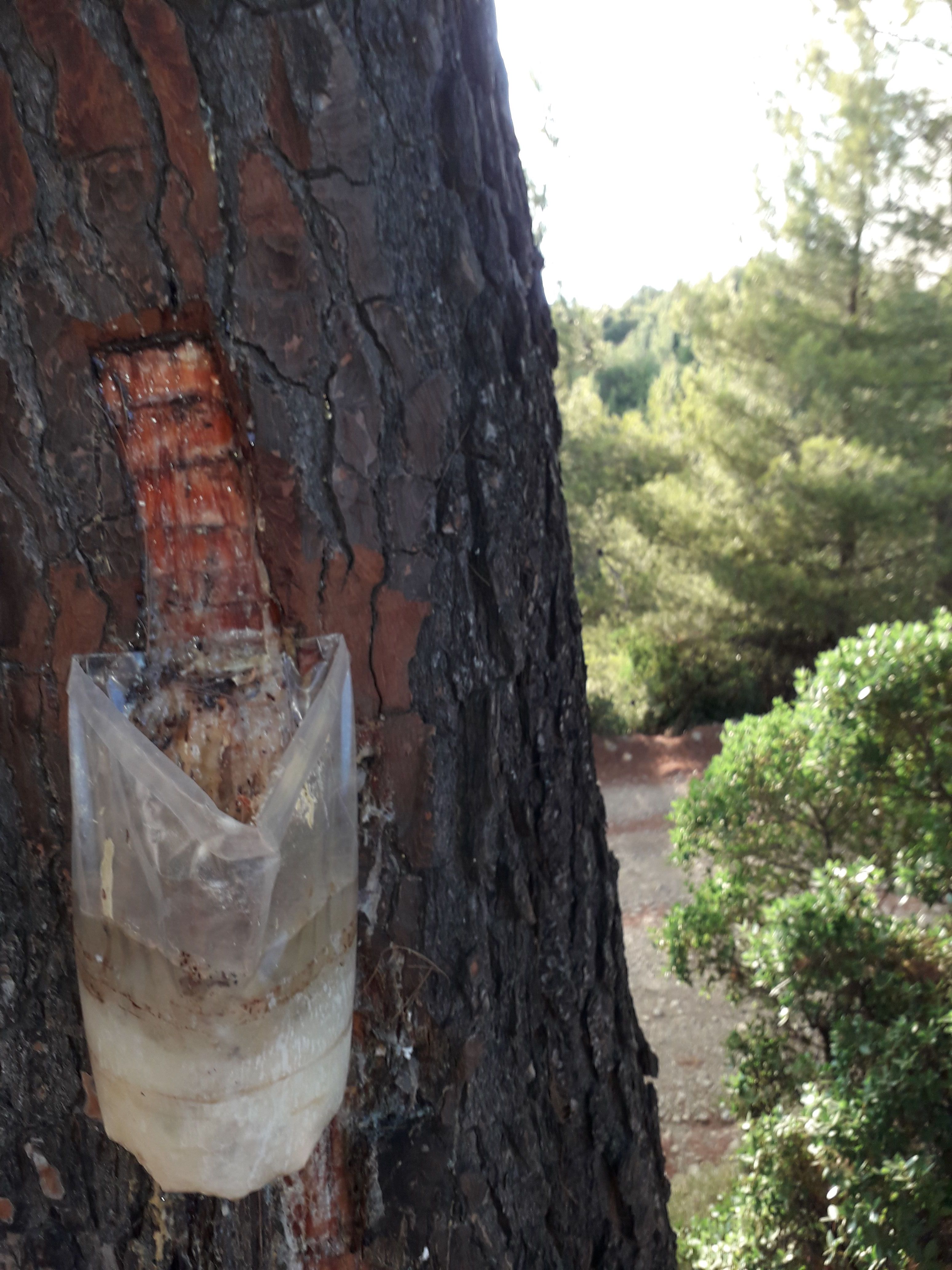 Τα μυστικά του δάσους στην Εύβοια-3