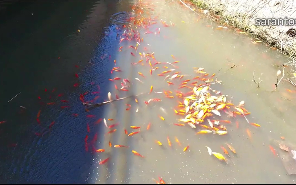 Γέμισε νεκρά ψάρια φράγμα στην Κρήτη (φωτογραφίες)-3