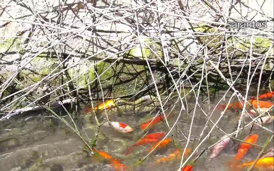 Γέμισε νεκρά ψάρια φράγμα στην Κρήτη (φωτογραφίες)-1