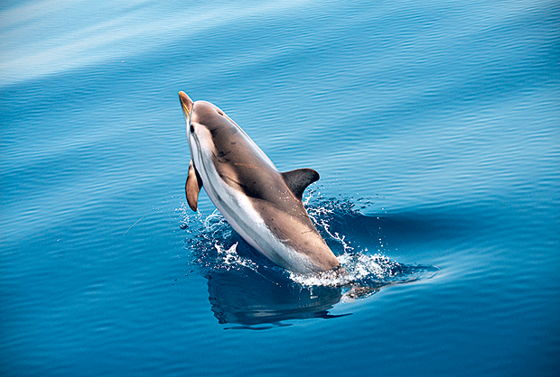 Η μεσογειακή φώκια στην Αλόννησο δεν είναι πλέον… μονάχη-2