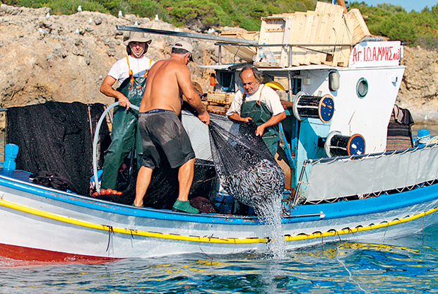 Η μεσογειακή φώκια στην Αλόννησο δεν είναι πλέον… μονάχη-1