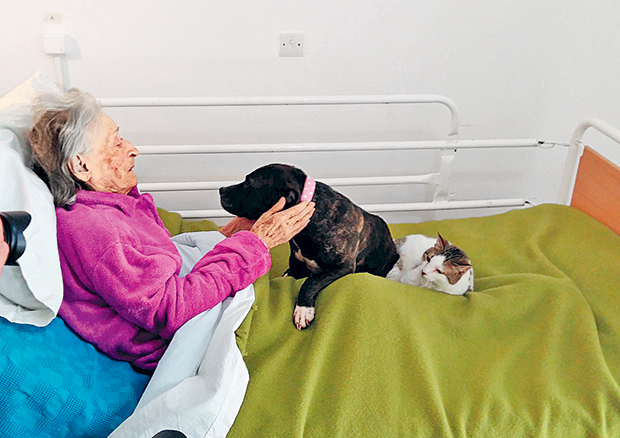 Τετράποδοι «θεραπευτές» και σύντροφοι-1