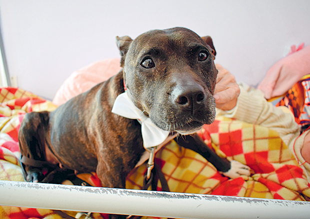 Τετράποδοι «θεραπευτές» και σύντροφοι-2