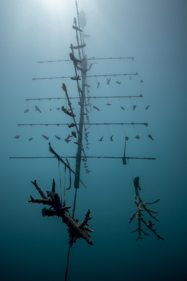 ORIS Aquis Great Barrier Reef III Limited Edition-1