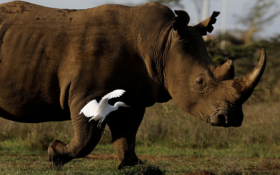 Επιστημονική προσπάθεια διάσωσης του βόρειου λευκού ρινόκερου-1