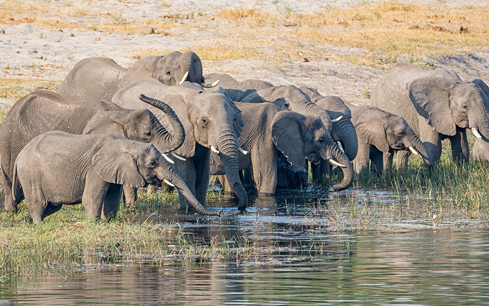 Διεθνής απαγόρευση για την πώληση άγριων ελεφάντων σε ζωολογικούς κήπους-1