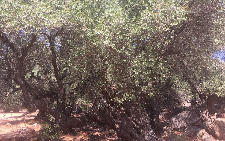 Κάψαλα, επίσκεψη στο χωριό-φάντασμα των Μαυρομιχαλαίων της Λακωνίας-3