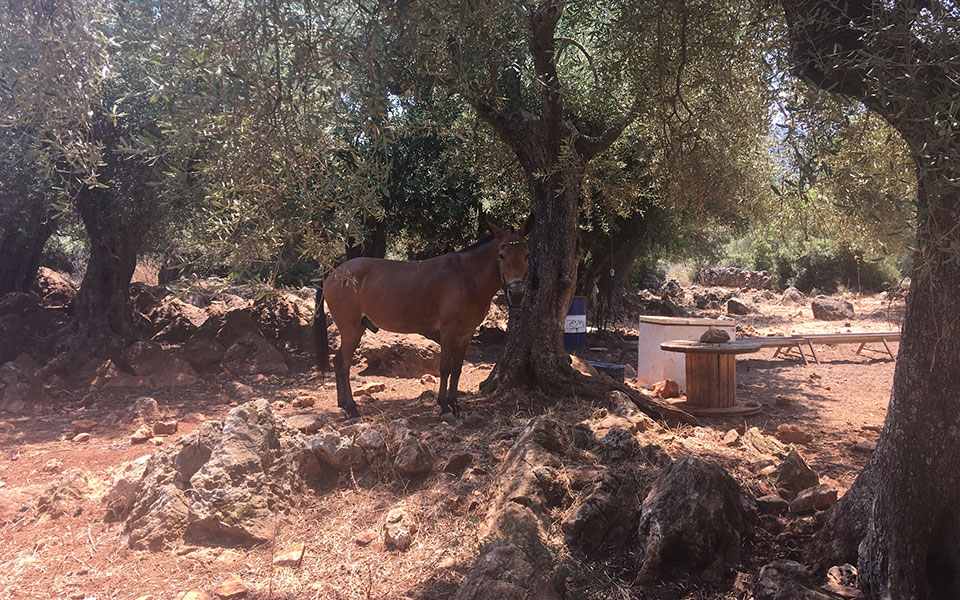 Κάψαλα, επίσκεψη στο χωριό-φάντασμα των Μαυρομιχαλαίων της Λακωνίας-1
