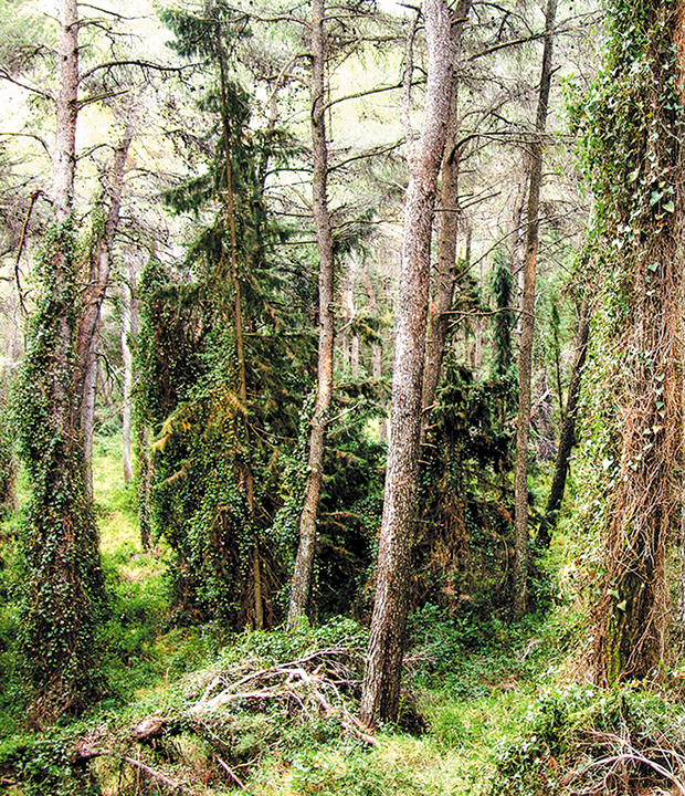 Επανεκκίνηση για το «πρότζεκτ» Τατόι-4